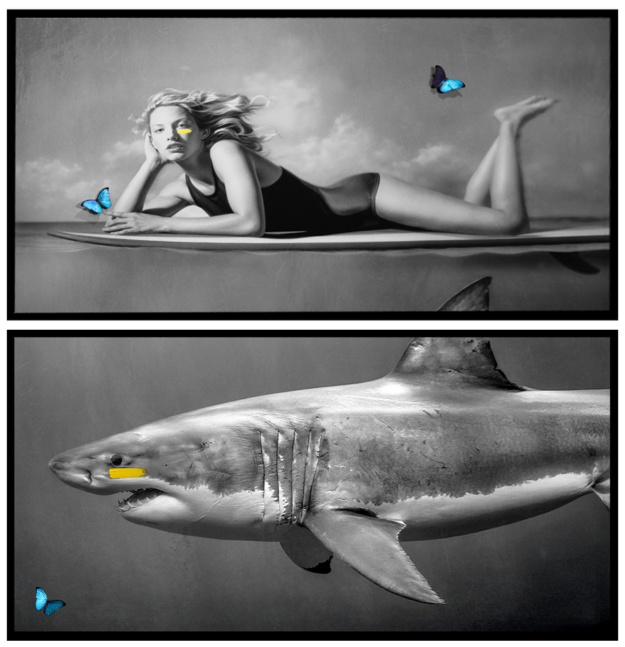 Floating Over the Shark